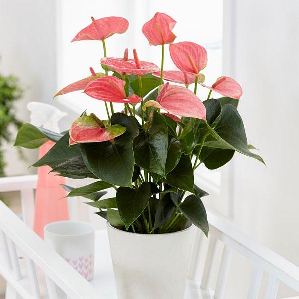plant