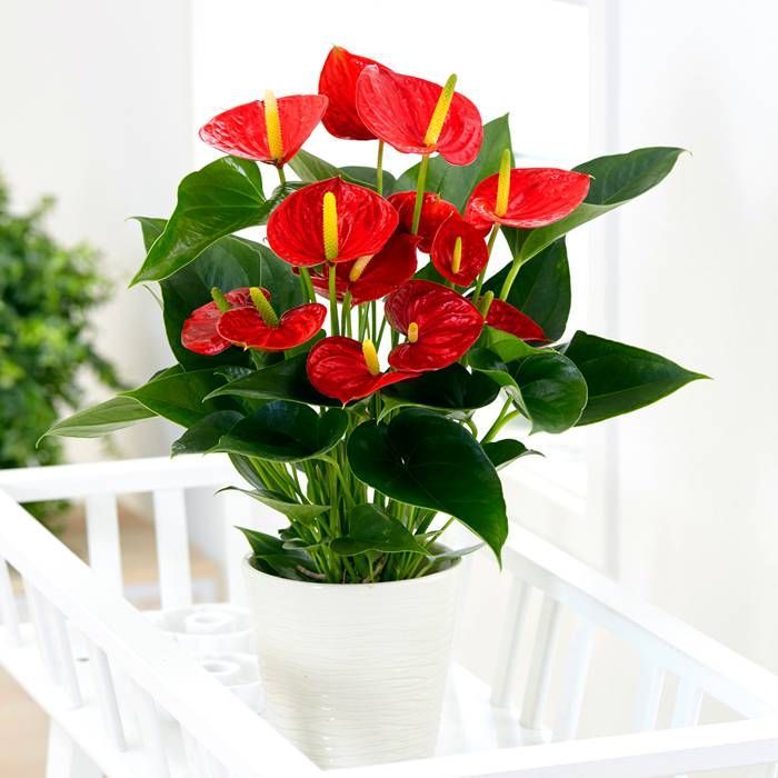plant