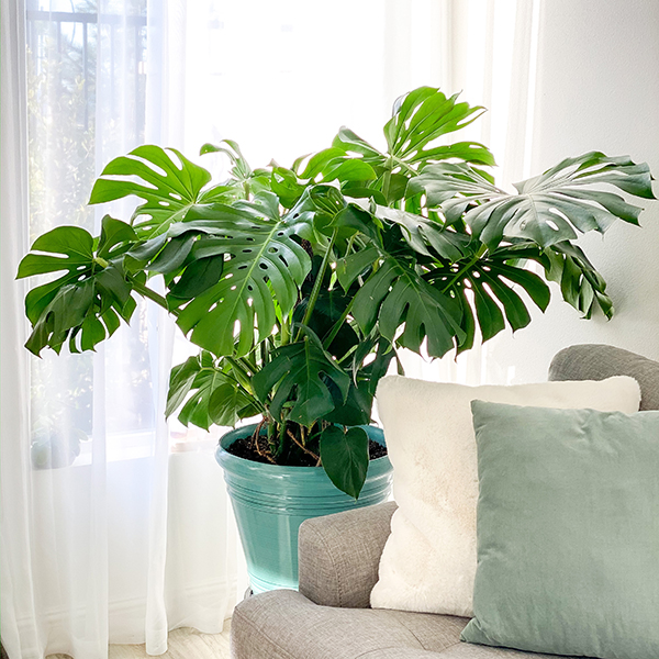 plant