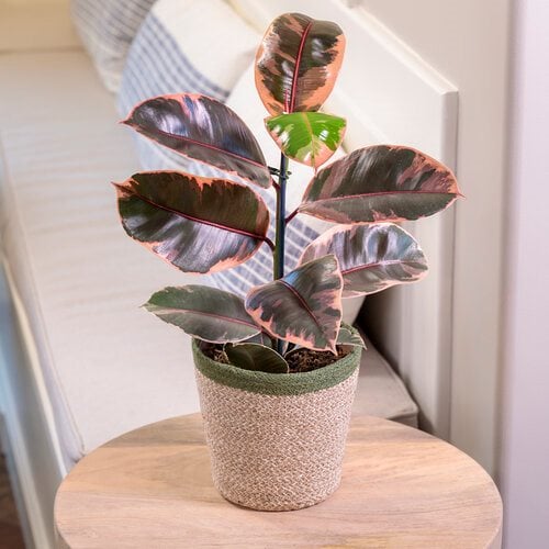 plant
