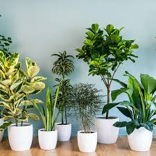 plant